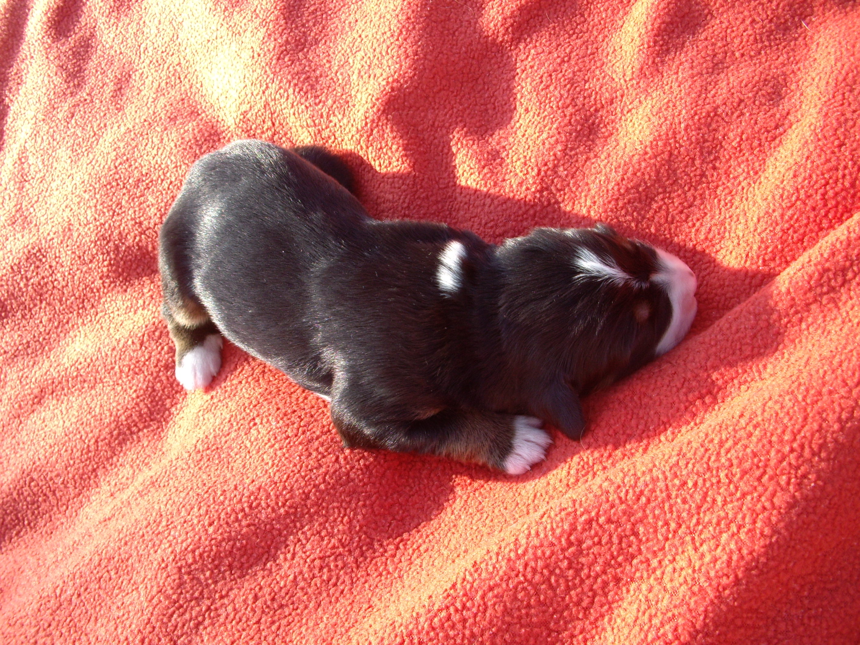 Fenka, narodila se jako 6.