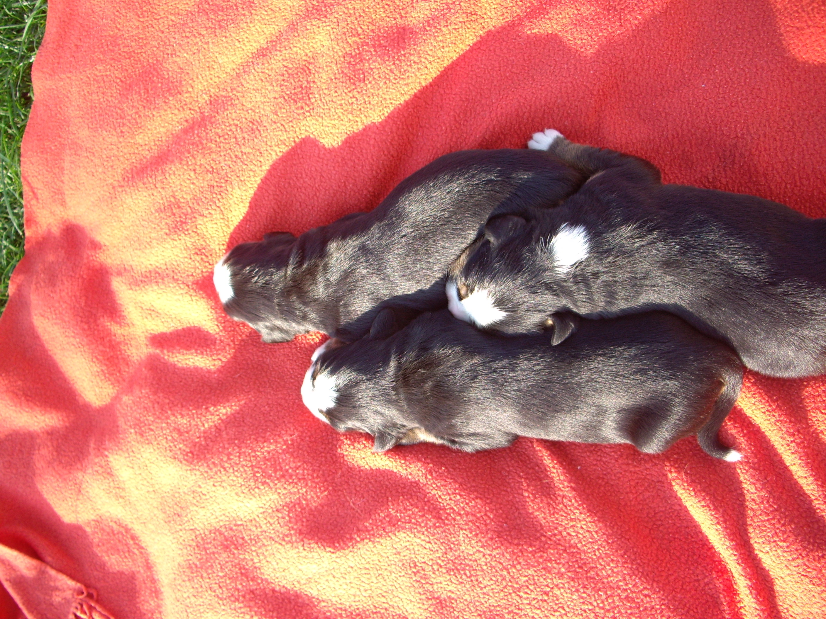 4. mezi fenkami 1. a 2.